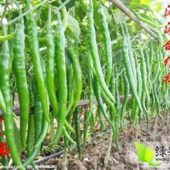 2014苍山辣椒抓住商机无限