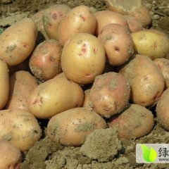 甘肃靖远和宁夏海原旱地土豆大量上市！！！！！！