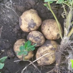 公主岭怀德土豆代办联系电话14717343030