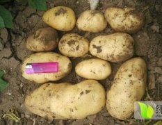 巴林左旗土豆品种纯正，个头均匀，颜色黄亮