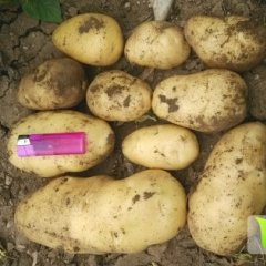巴林左旗土豆品种纯正，个头均匀，颜色黄亮