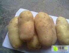 我处土豆种植面积大，个体均匀，病虫害少