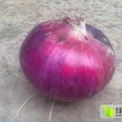 山东惠民红皮洋葱何去何从