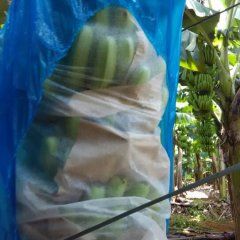 青秀香蕉香蕉色泽艳丽，个大饱满