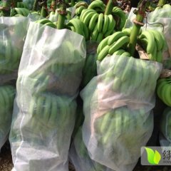 广西青秀威廉斯香蕉火热上市