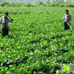 临沭红薯聚焦市场,青云张文国诚信合作