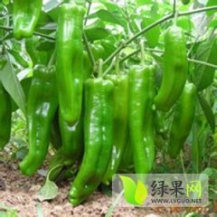 商丘特大果高产辣椒大量上市 绿色光亮