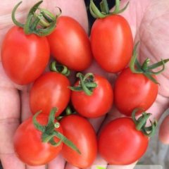 2014沈阳圣女果收购工作全面开展