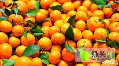 清远连州砂糖橘口感细腻，实为极品