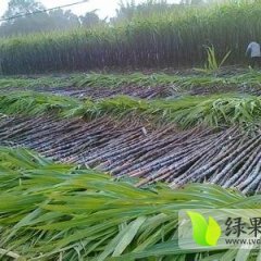 广东英德大灰种甘蔗价格适宜