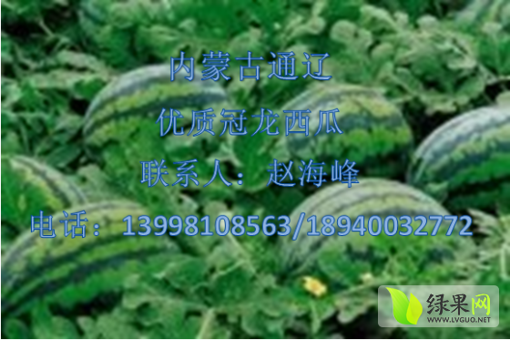 2014年内蒙古库伦旗冠龙价格
