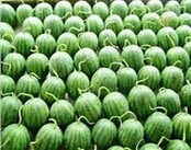 内蒙古翁牛特旗山地西瓜个小6到10斤特甜特甜