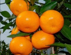澧县早熟柑橘味道纯正，年产柑桔近5000万吨