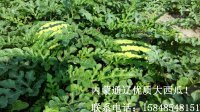 大量出售内蒙通辽沙地大西瓜