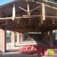 吉林农安红皮洋葱绿色无公害