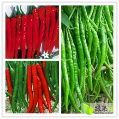 山西忻府大量批发8种鲜辣椒香甜可口