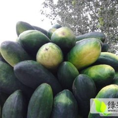 金乡鸡黍王文国8月子弹头黑皮冬瓜