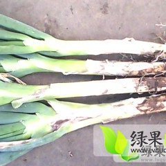 北林大葱假一赔十,优质姜男男诚信合作