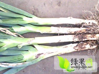 2014年黑龙江北林铁杆大葱价格