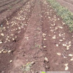 2014海拉尔土豆价格波动不大