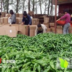 2014夏邑巨无霸辣椒以大量上市速来抢购