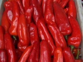 北林红生姚广学8月金牛角辣椒