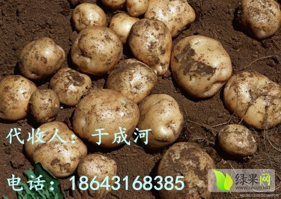 2014年吉林扶余延薯四号价格