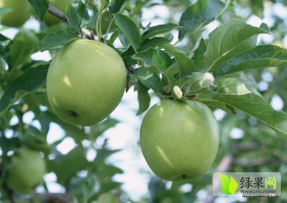 2014年山东寒亭金帅价格