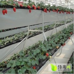 河北藁城立体草莓槽：前西关龚新宅