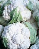 我地现有菜花5000亩批量上市，欢迎来选购