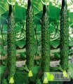 莘县妹仲张喜普9月德瑞特126黄瓜