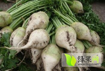 凌海右卫宋语铜8月日本光头芥菜