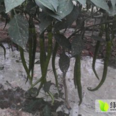 2014临渭辣椒俏销大江南北