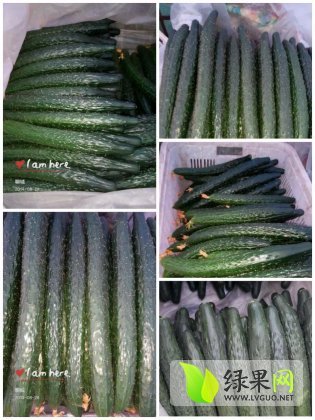 2014年山东莘县大风价格