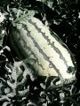 内蒙开鲁金城5号又是一年收获的季节