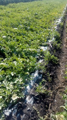 本人8垧地西瓜，瓜大，型好