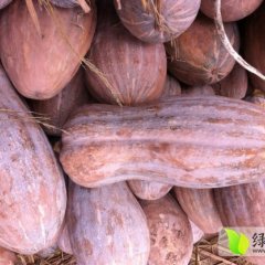 嘉鱼南瓜长势旺盛，果实大皮光滑