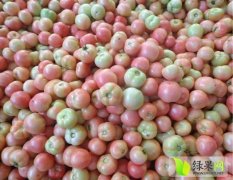 东昌府硬粉西红柿大量上市，货源充足