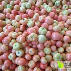 东昌府硬粉西红柿大量上市，货源充足