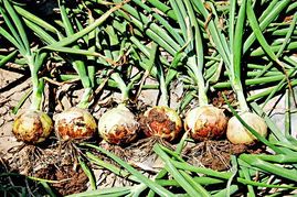 察右前旗洋葱已开始上市，欢迎订购