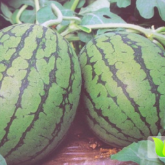 桦川西瓜价格适宜,货源充足，个大包甜