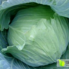 民权墨玉50甘蓝无公害无虫眼，口感好