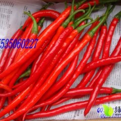 2014忻府辣椒值得出手