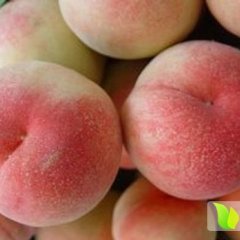 2014山东蒙阴蜜桃8月31日最新报价