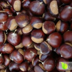 2014山东蒙阴板栗8月31日最新报价