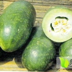 供应金乡优质冬瓜质量好，价格便宜