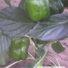 我处厚皮甜椒大量上市，欢迎前来洽谈采购