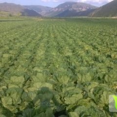 河北蔚县旱地大白菜：草沟堡马晓