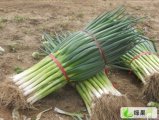 秋季大葱大量上市，交通方便，价格便宜