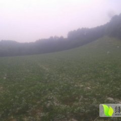 黑龙江纯山地地雷西瓜 个大，皮薄，汁多